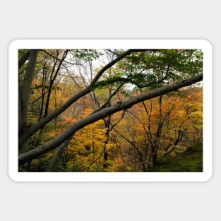 Beautiful scenic fall Sticker